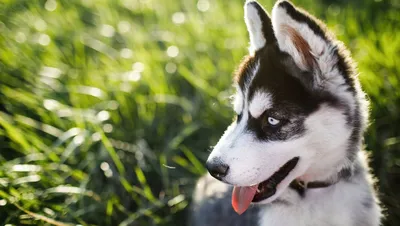 Самая дорогая собака: бордер-колли продали за 10 тысяч долларов