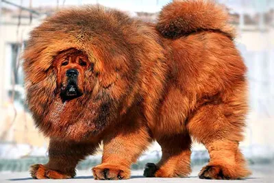 Топ-15 самых дорогих пород собак в мире - Purina.ru