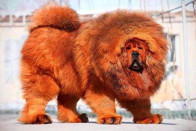 Фото самых крупных собак в мире фотографии