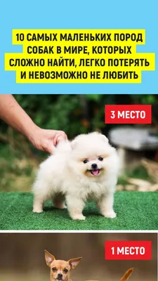 Самые маленькие породы собак во всем мире