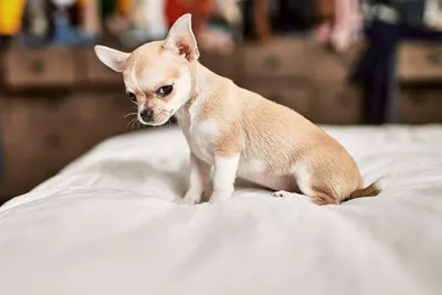 Фото самых маленьких собак в мире фотографии
