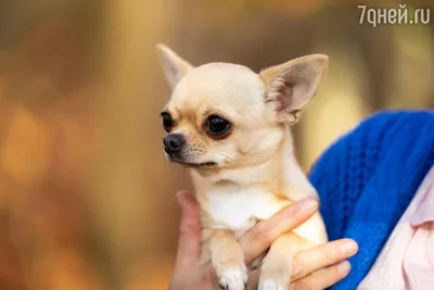 Самые красивые щенки чихуахуа. Чихуахуа в Москве - Собаки на Gde.ru  16.12.2023