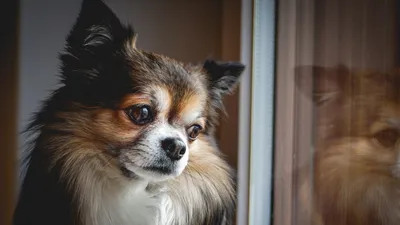 Чихуахуа длинношерстные - фото и щенки, стрижка и описание породы | Pet-Yes