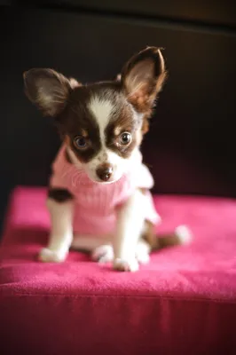 Как спрогнозировать цвет шерсти у щенка чихуахуа? | Собаки | Dogsacademy.ru  | Дзен