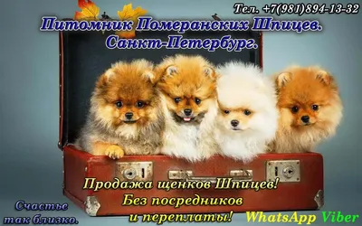 Померанский шпиц: фото, характер, описание породы | РБК Life