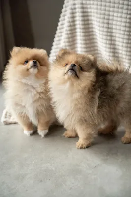 Puppies for sale Pomeranian.Продаются щенки померанского шпица.