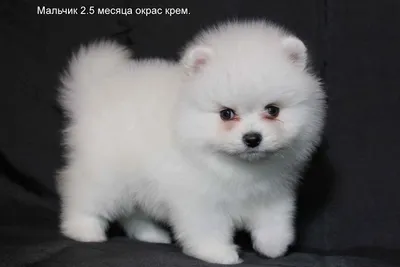 Померанский шпиц - Елітний Розплідник - LUXPOM!