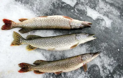 Лучшее время для ловли щуки зимой🎣 | Рыболовный Хулиган | Дзен