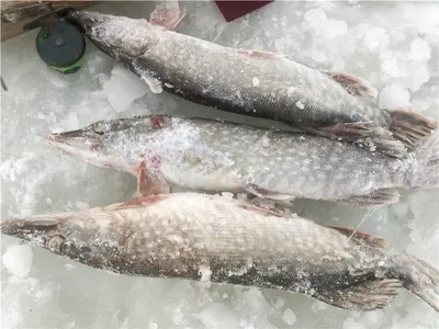 Рыбалка зимой на щуку жерлицами: секреты подледного лова