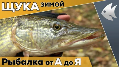 Зимняя ловля щуки на жерлицы в \"плохую погоду\" | Жерлицы зимой