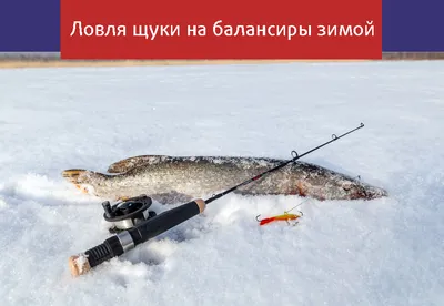 Живец для щуки: какого выбрать? - Спортивное рыболовство