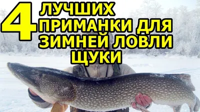 Щука для пруда - купить недорого, цена в Минске - fish-city