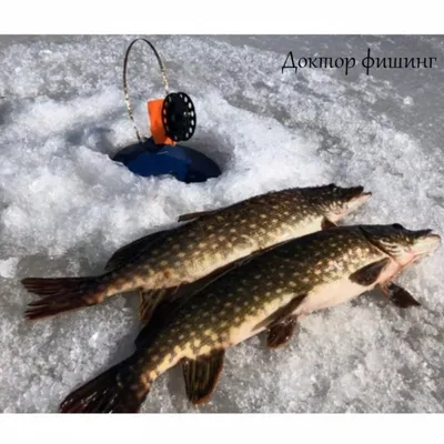 FishingBooker: Зимняя рыбалка на щуку