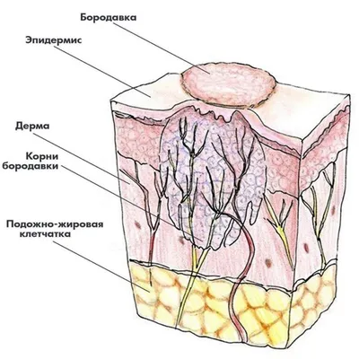 Шипица на пальцах рук