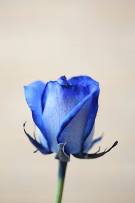Фото синей розы фотографии