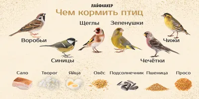 Птицам зимой нужна наша помощь
