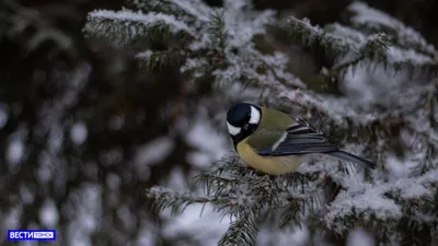 Синица зимующая птица - 68 фото