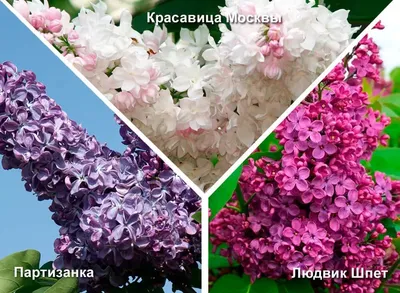 Купить Сирень Красавица МосквыSyringa Beauty of Moscow - в питомнике Флорини