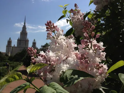 Сирень Красавица Москвы — Рассада цветов и овощей.