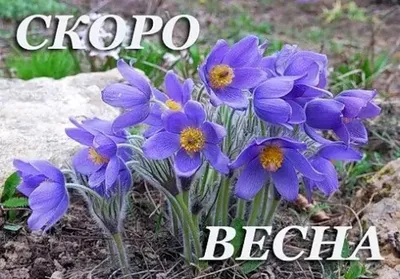 СКОРО ВЕСНА. | TikTok