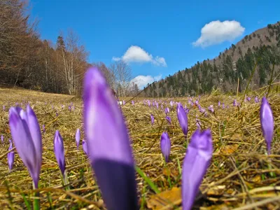 А вот и февраль... Скоро весна... | -та самая из тихого омута- | Дзен