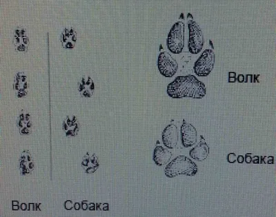 Как отличить следы волка от следов собаки | ВКонтакте