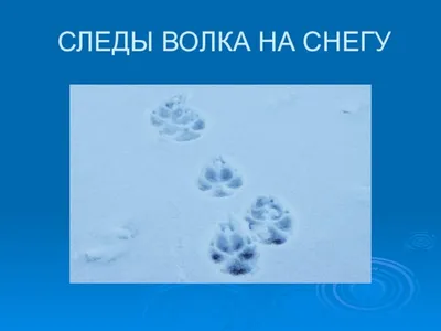 Висконсин платит охотникам, чьи собаки убиты волками. Бывают непредвиденные  последствия этого. - Відкритий ліс