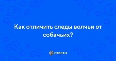 По следам лесных зверей | Таганай