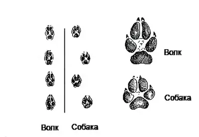 След волка и собаки - фото и картинки: 59 штук