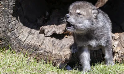 След волка и собаки (много фото) - treepics.ru