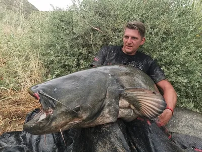 Ловля сома: cекреты удачной рыбалки - Днипро-Свинец