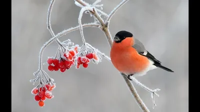 занятие птицы зимой | Учимся играя