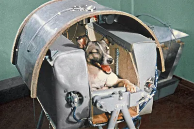 Собаки-космонавты: кто положил начало космической эре