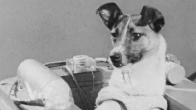 Лайка в космосе: как первую собаку отправили в космос без возможности  вернуться