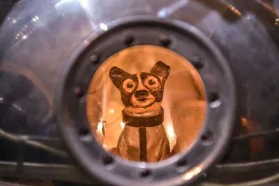 Самый Первый космонавт: 63 года назад собака Лайка отправилась в космос. И  погибла... — Новые Известия - новости России и мира сегодня