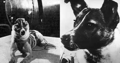 Белка и Стрелка 🐕 собаки космонавты. Аэрография и винилография на авто.