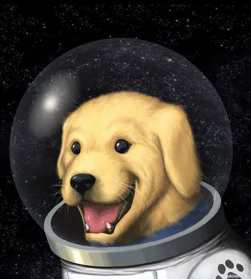 Собаки-космонавты: кто положил начало космической эре