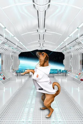 Собака-космонавт в космосе, много …» — создано в Шедевруме