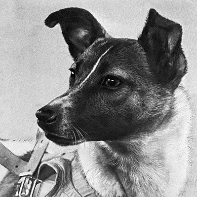 Русская собака космонавт» — создано в Шедевруме