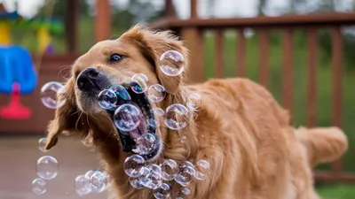 Обои собака, мыльные пузыри, игривый картинки на рабочий стол, фото скачать  бесплатно