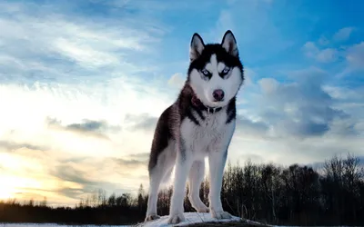 ОБОИ НА ТЕЛЕФОН | Фото собак, Собачьи портреты, Собаки