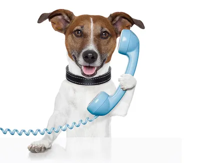 Собака держит в руках телефон» — создано в Шедевруме
