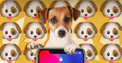 Обои собак на заставку телефона ( 50 фото ) 🤣 WebLinks