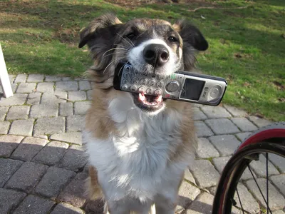 Собака обои для телефона, HD заставки и картинки на экран блокировки  720x1280 | Akspic
