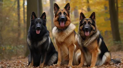 Немецкая овчарка: фото, описание, характер породы | PEDIGREE®