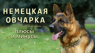 Немецкая овчарка (German Shepherd Dog) - это одна из самых популярных пород  собак. Отзывы, описание и фото породы.