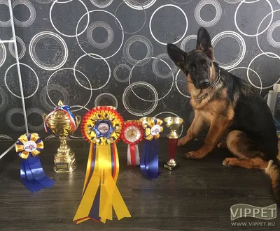 НЕМЕЦКАЯ ОВЧАРКА. Плюсы и минусы породы GERMAN SHEPHERD - YouTube