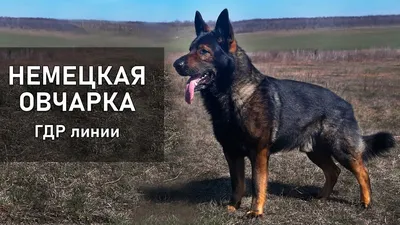 Немецкая овчарка все о собаке, особенности породы, фото, описание породы,  характер, цена