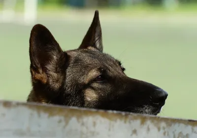 Немецкая овчарка (German Shepherd Dog) - это одна из самых популярных пород  собак. Отзывы, описание и фото породы.