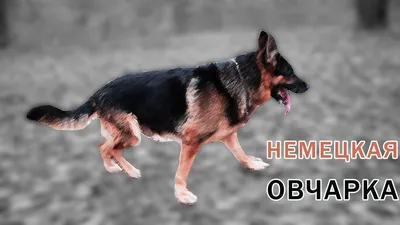 Выбор щенка немецкой овчарки - Мария Мельник, секретарь совета  регионального отделения г. Санкт-Петербурга